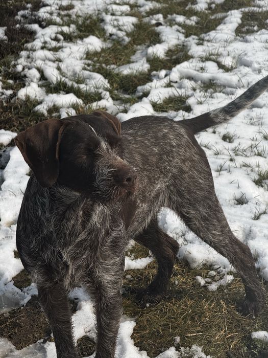 Дратхар самка рабочая