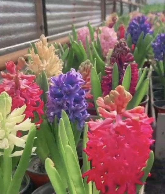 Предзоказ Геоцинт