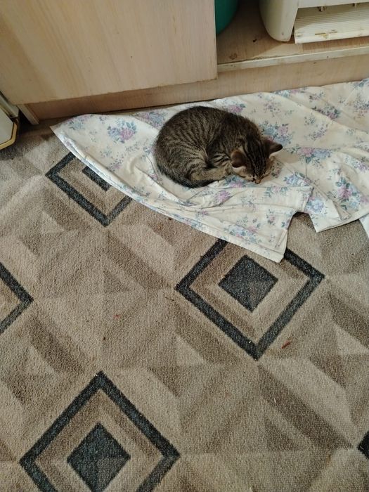 Котенки 2 мес отдаем добрые руки