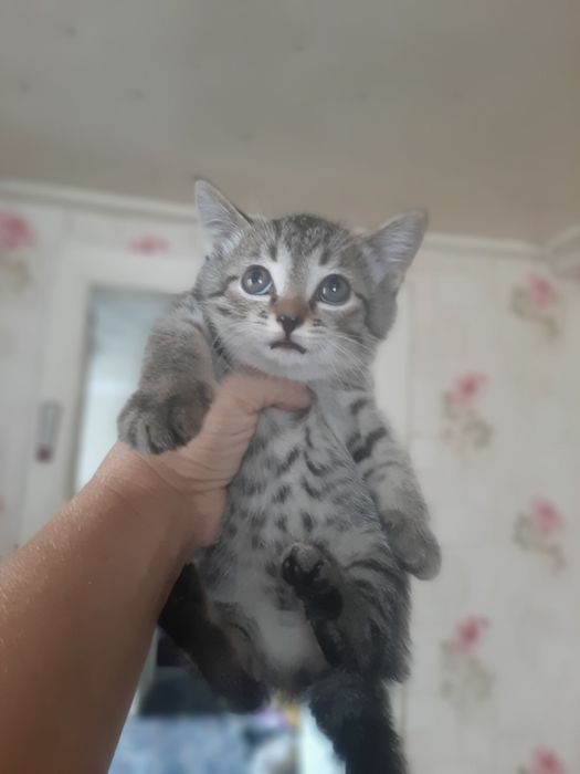 Отдам котят в хорошие руки