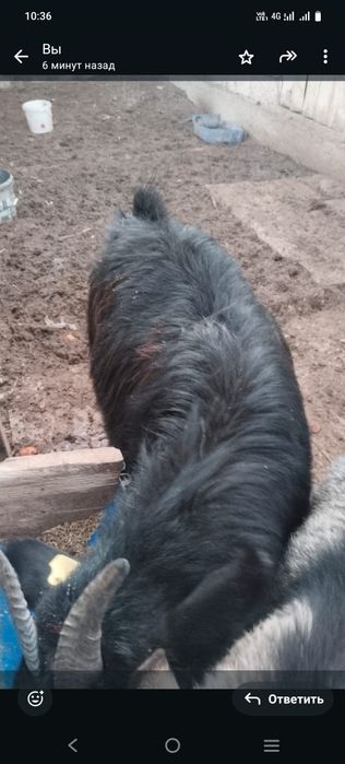 Сатылады ешкі семіз