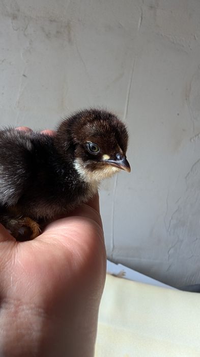 Pui țărănești,barbosi