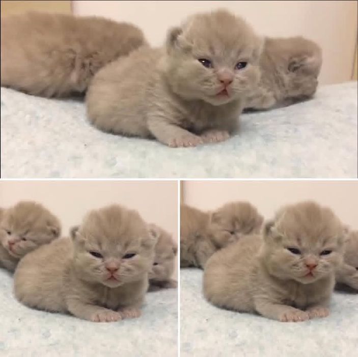 Британские котята