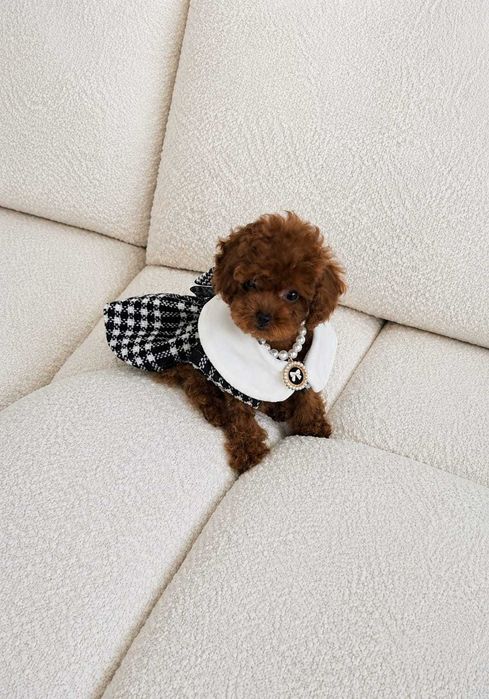 Femelă Pudel Toy / Poodle talie mică - Pedigree FCI