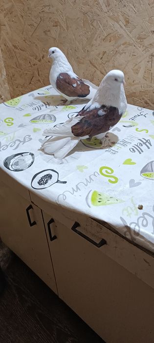 Голуби мелитопольские