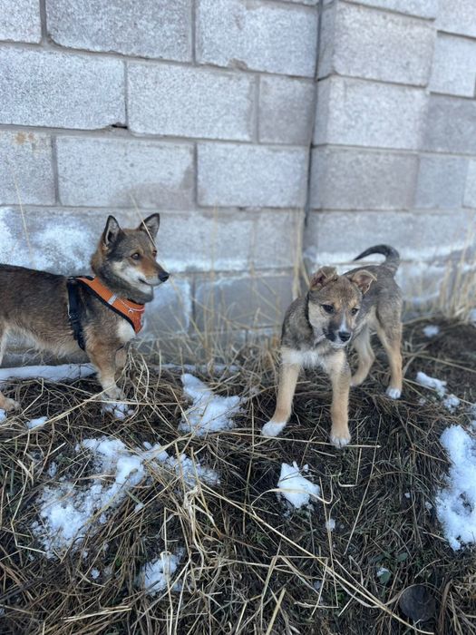 отдам щенка примерно 5 месяцев девочку