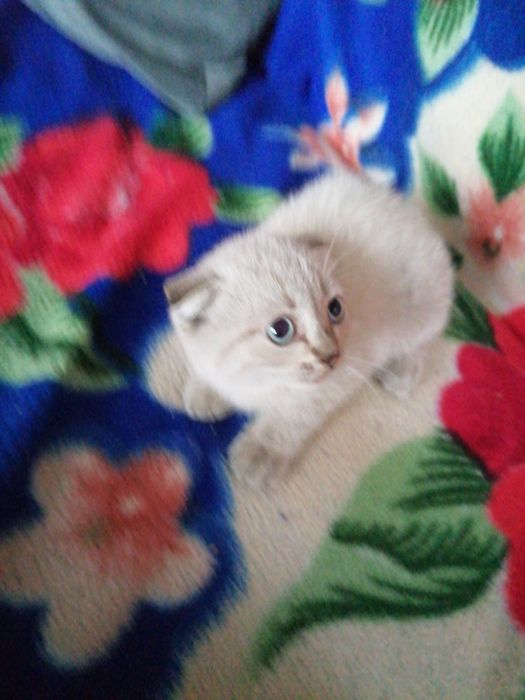 котенок вислоухий чистый