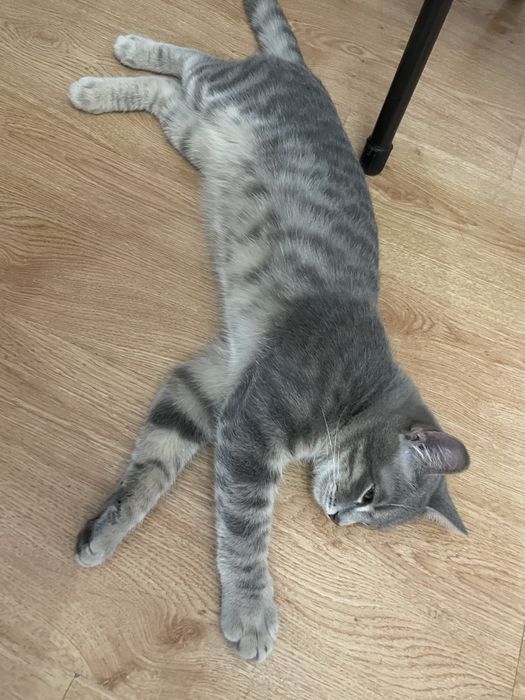 Отдам котика в хорошие руки