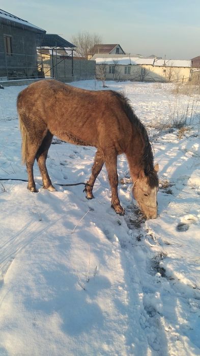 Кобыла беременная и жеребец