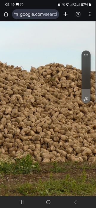 Vând sfeclă 60 tone