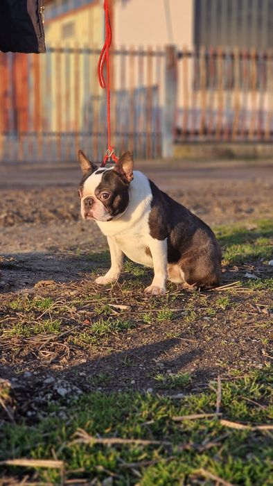 Boston terrier mascul