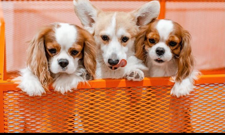 Вольеры для животных