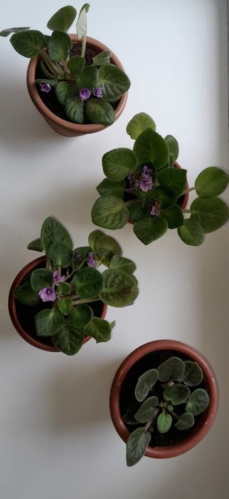 Продам цветы фиалки