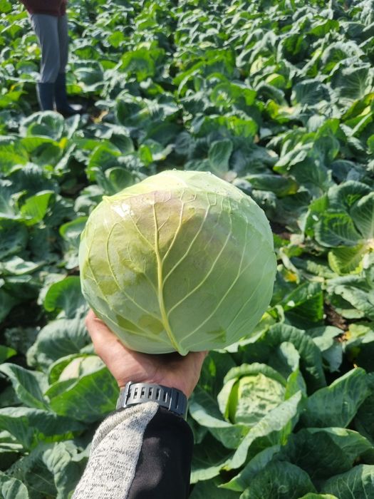 Varza Soiul Landini F1 ‼️Angro‼️