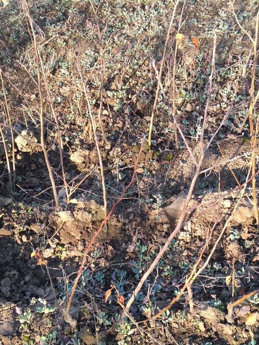 Саженцы - яблони.