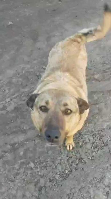 Потерялась собака. Помогите найти!