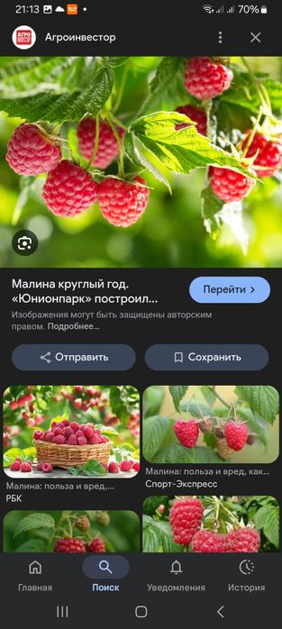 Продам домашнии саженцы