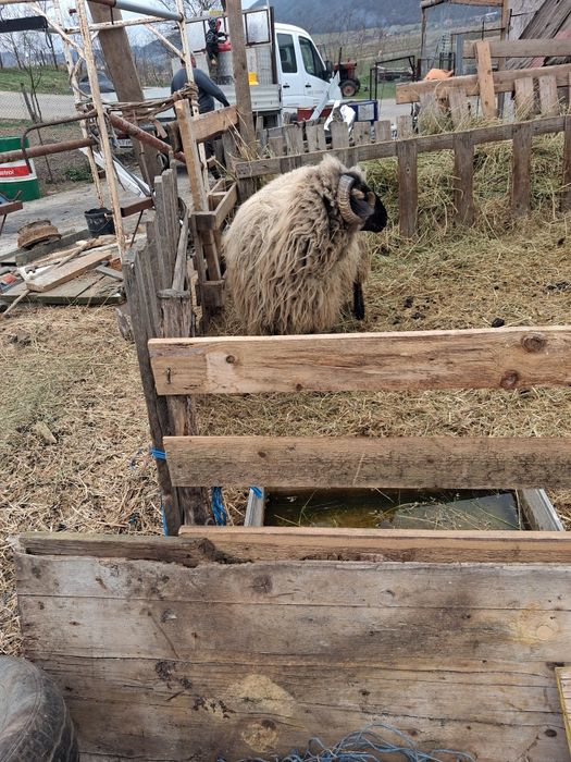 Vand mior tana de un an