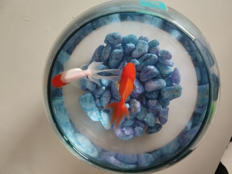 Timoloq akvarium sotiladi