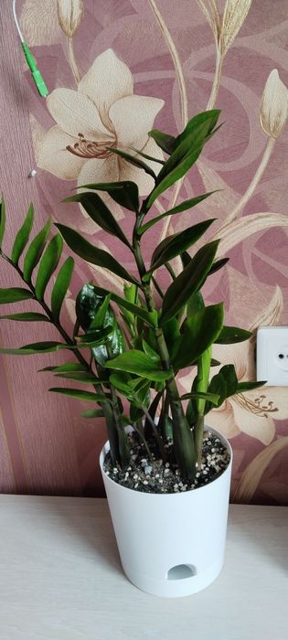 Продам цветы. Замиокулькас/долларовое дерево