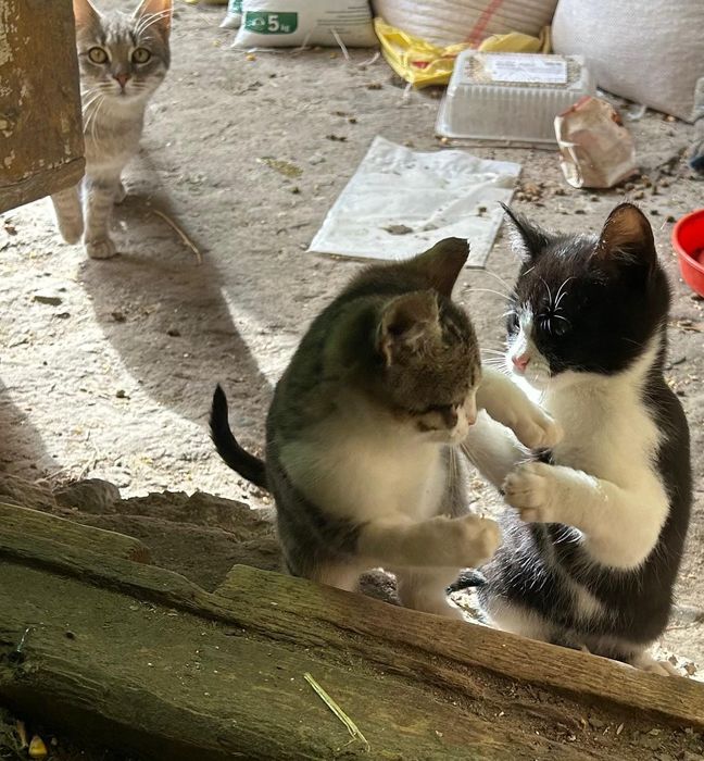 Pisici spre adoptie