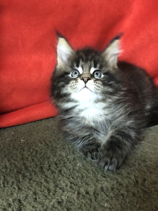 Мейн-Кун! Мальчик!