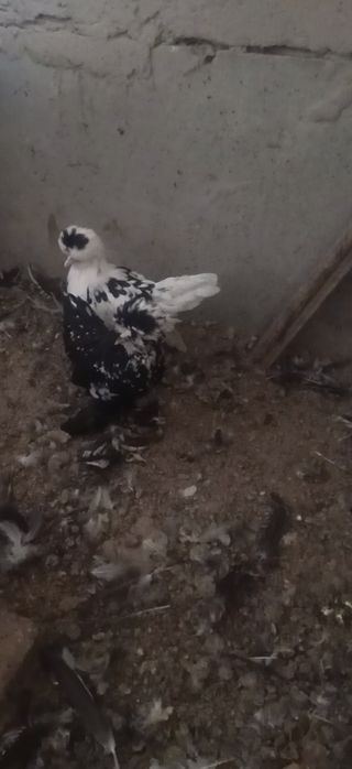 Корейский япон товук тухумлари сотувда!