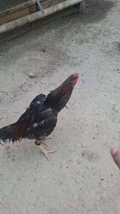 Дакан хуроз сотилади