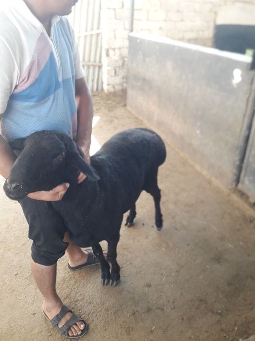 Qassob xizmati 24  Aqiqa va Qurbonlik uchun. Qo‘chqor  sotiladi  11000