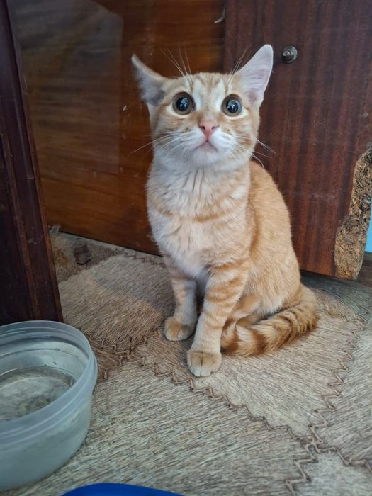 Котенок мальчик 4 месяца