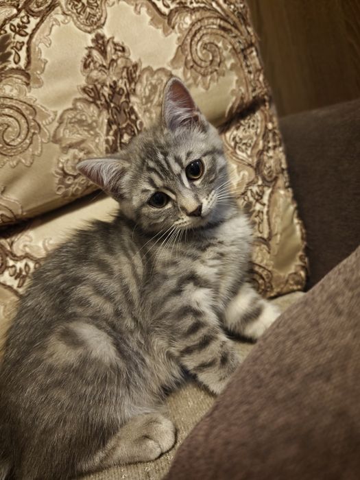 Отдам котёнка в добрые руки