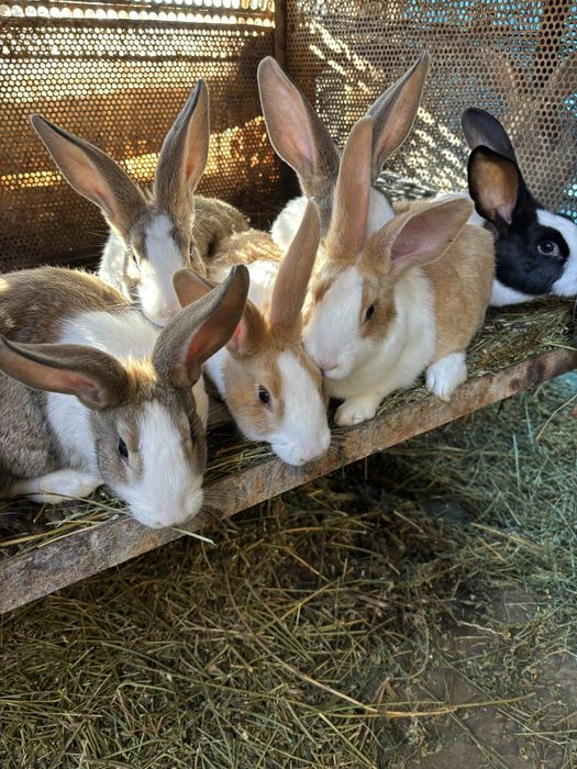 Hycole francez iepuri  caută altă casa