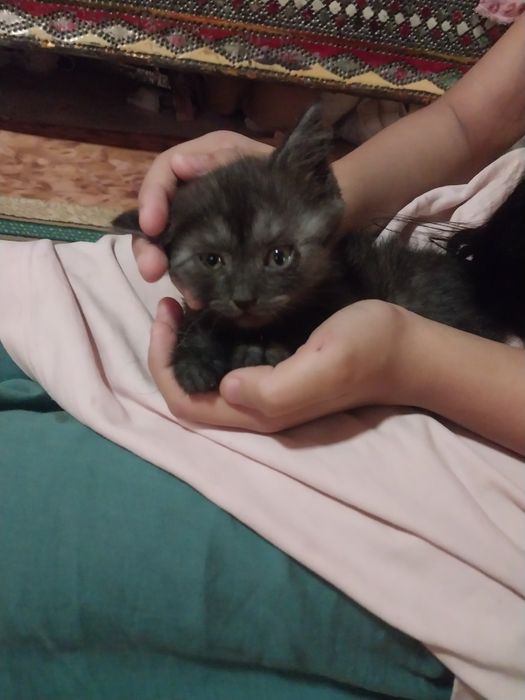 Породистые котята 3 месячный малчик