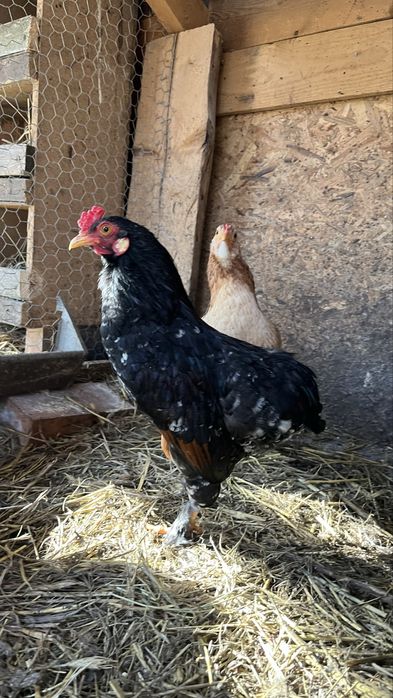 Cocos araucana pitic