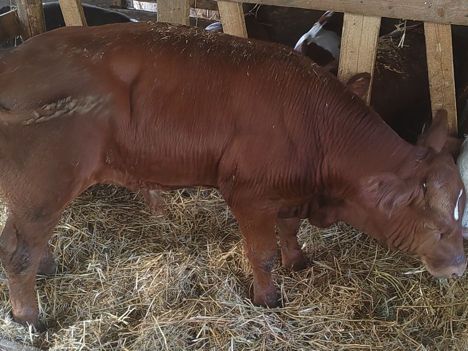 Vând viței de carne