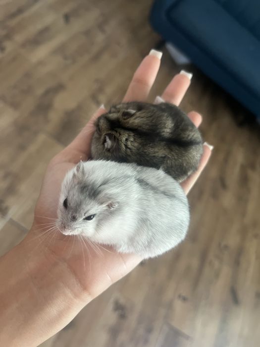 Hamsteri pitici