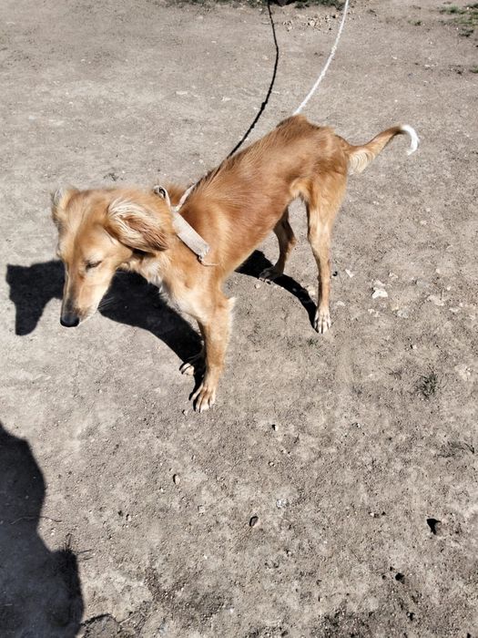 Продам собаку Тазы