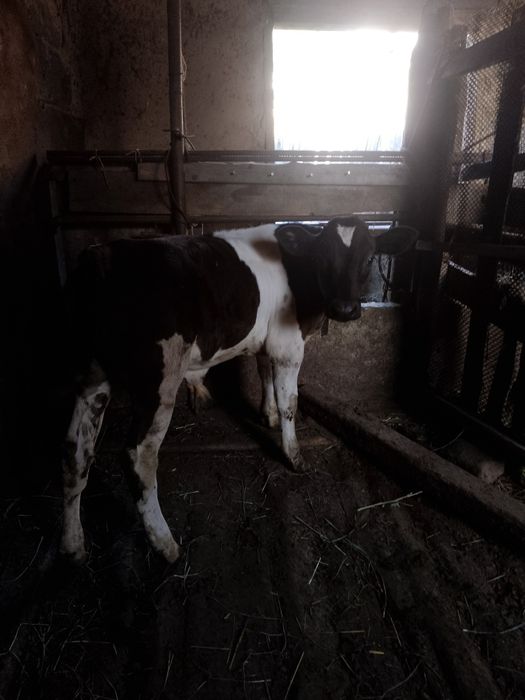 Продам корову с теленком