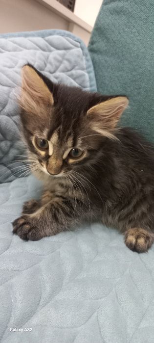 Котята в добрый руки