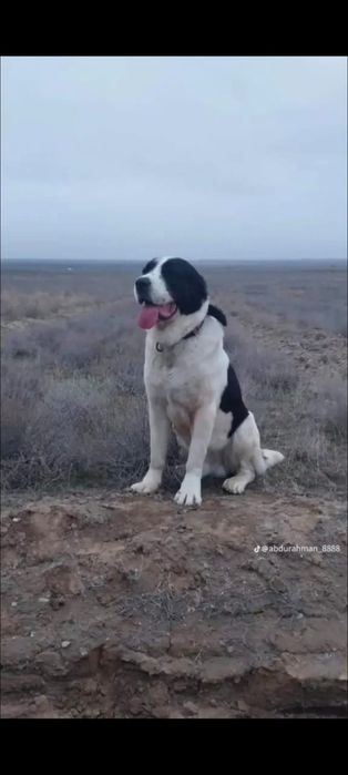 Собака Алабай шым