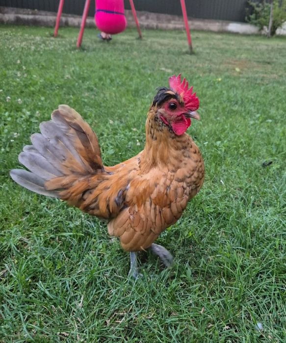 Cocoși Liliputi.