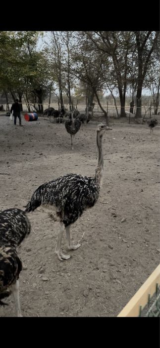 Страус. Туякуш