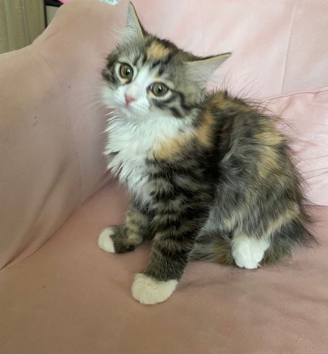 Котенок девочка