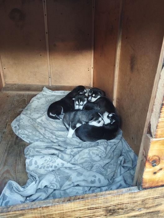 Продам щенков ХАСКИ.