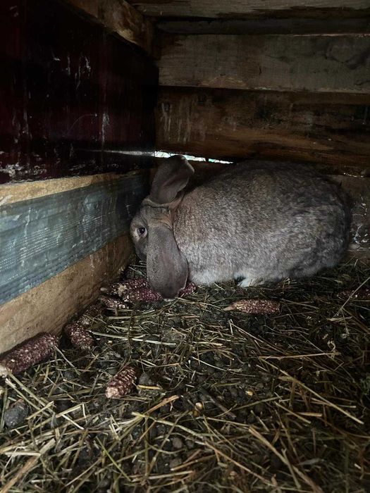 Iepuri de vanzare(Berbec German)