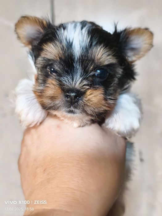 Очаровательные щенки бивера.