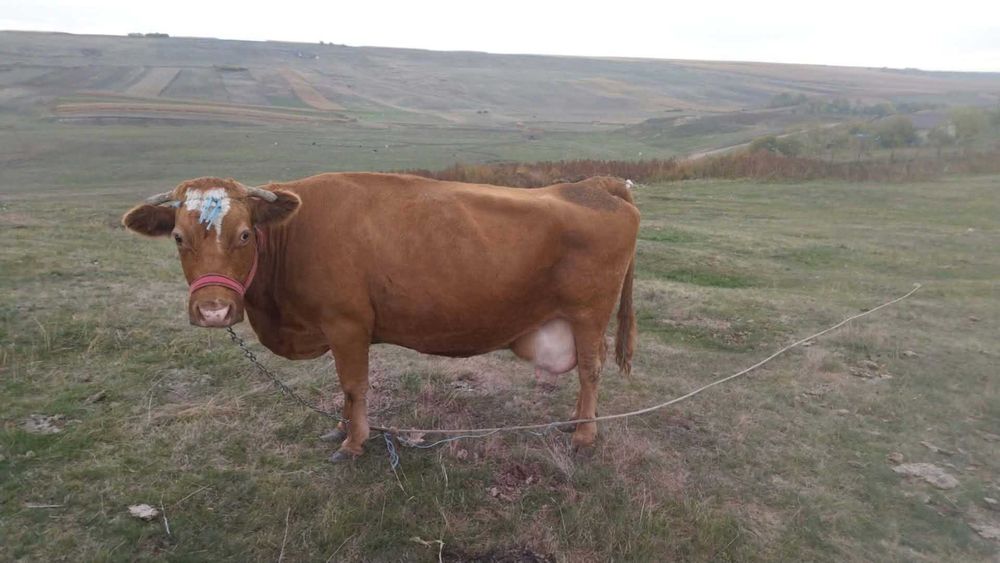 Vând vacă foarte bună de lapte