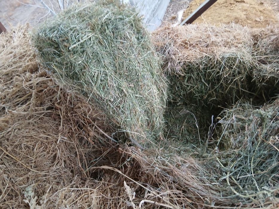 Жонышка сатылады