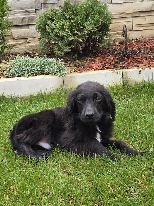 Чистокръвно кокер шпаньолче