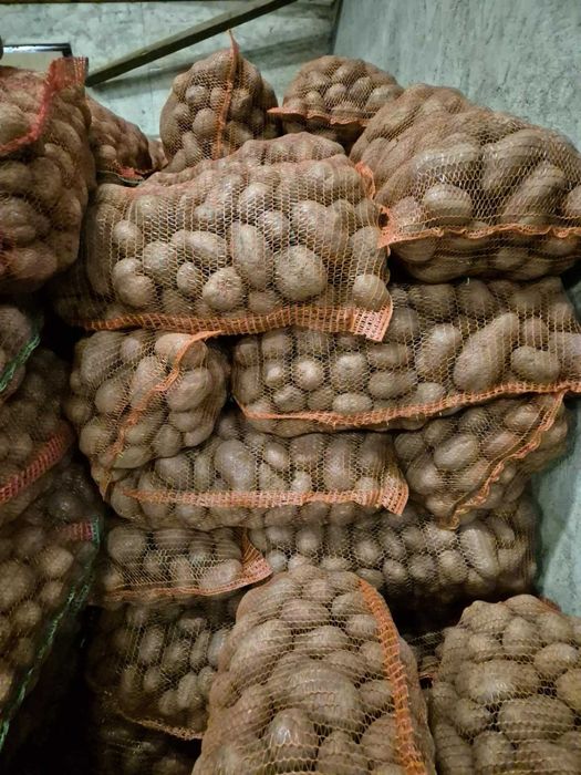 Cartofi consum si samanta